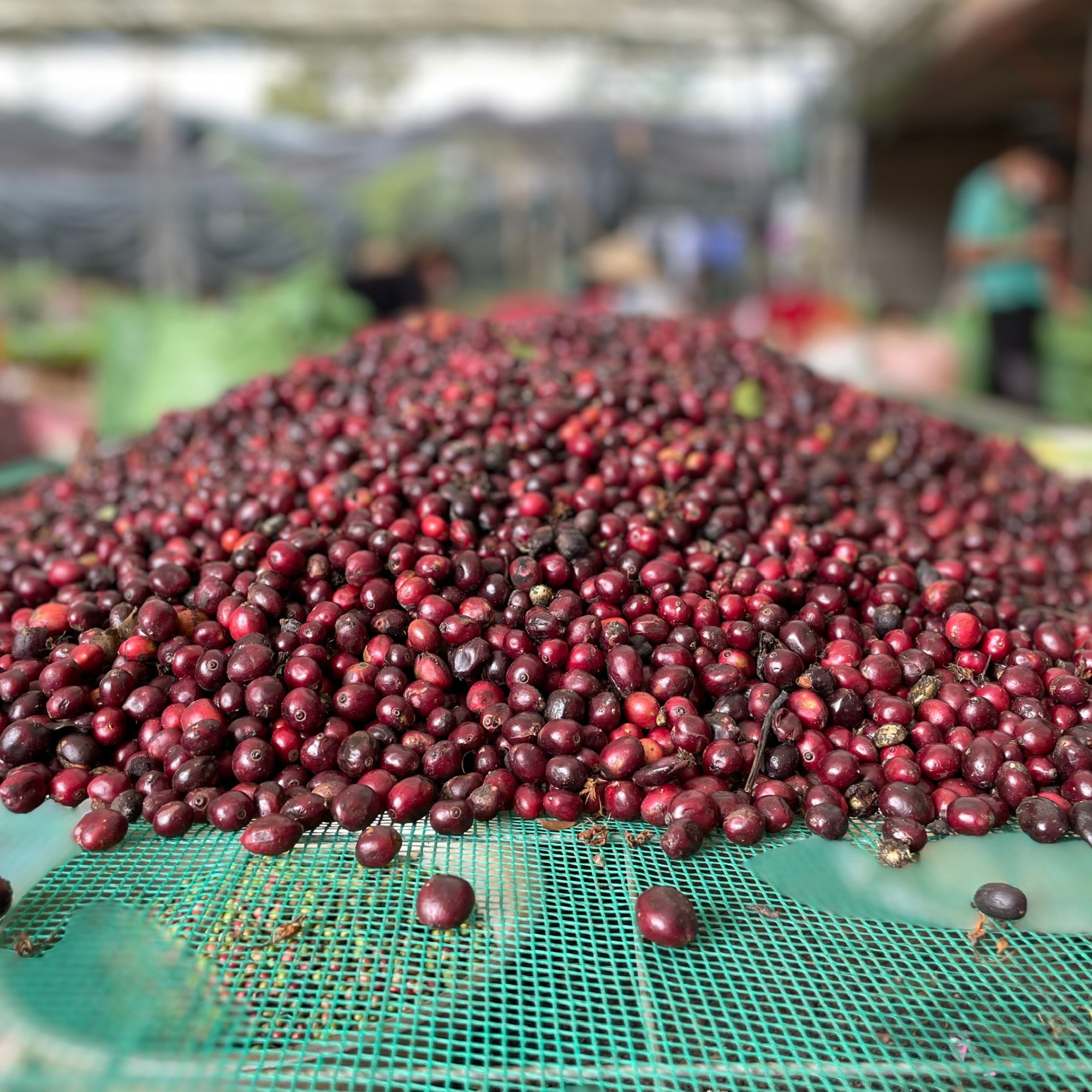 Post Harvest Management